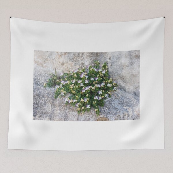 Item preview, Caper Bush With White And Purple Flowers Growing On Rocky Limestone Cliff In Mediterranean Landscape designed and sold by Nmallia.
