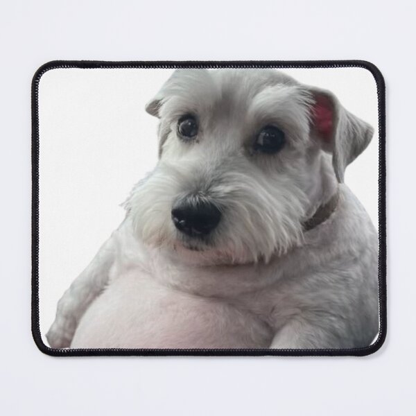 Item preview, Gray Schnauzer puppy with a giant belly designed and sold by NF Designs Studio DTF.