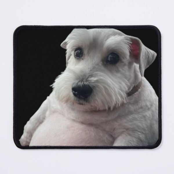 Item preview, Gray Schnauzer puppy with a giant belly designed and sold by NF Designs Studio DTF.
