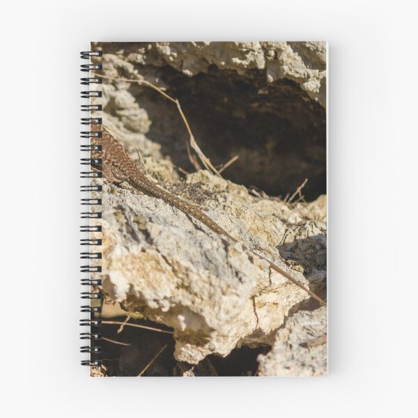 Item preview, Sunlit Brown Lizard Basking on Limestone Rocks in a Dry Mediterranean-Style Habitat designed and sold by Nmallia.