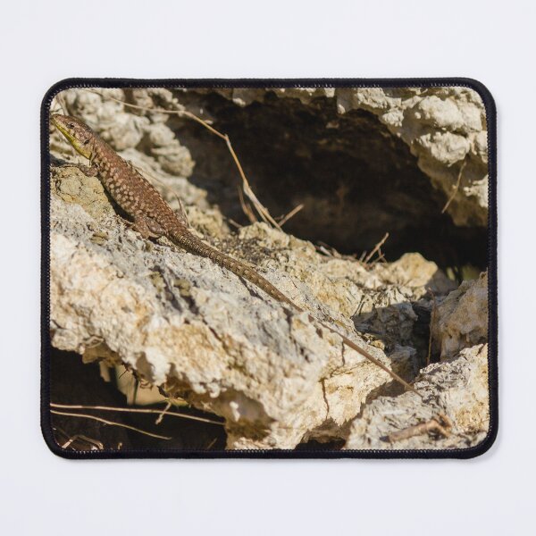 Item preview, Sunlit Brown Lizard Basking on Limestone Rocks in a Dry Mediterranean-Style Habitat designed and sold by Nmallia.