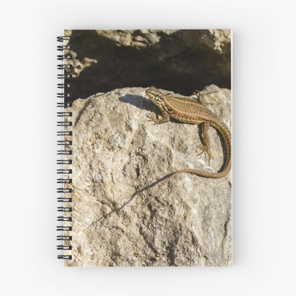 Item preview, Sunlit Brown Lizard Basking on Limestone Rocks in a Dry Mediterranean-Style Habitat designed and sold by Nmallia.