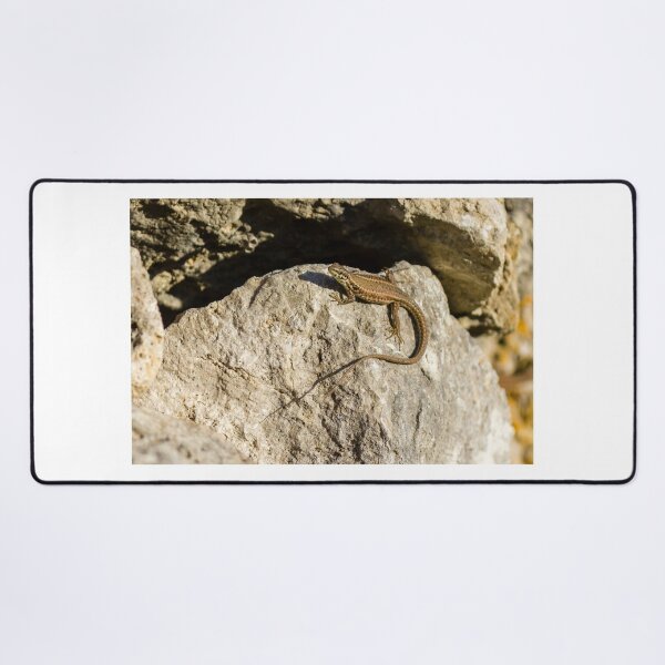 Item preview, Sunlit Brown Lizard Basking on Limestone Rocks in a Dry Mediterranean-Style Habitat designed and sold by Nmallia.