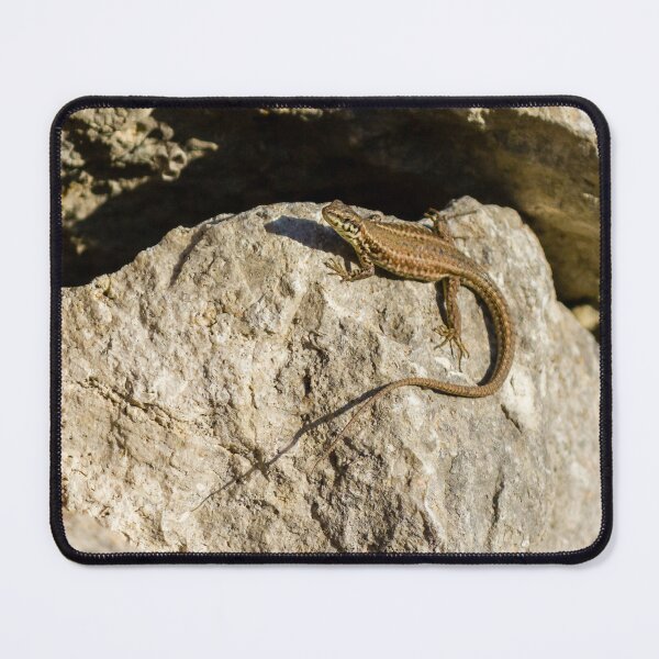 Item preview, Sunlit Brown Lizard Basking on Limestone Rocks in a Dry Mediterranean-Style Habitat designed and sold by Nmallia.