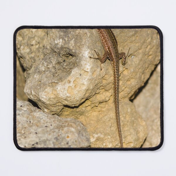 Item preview, Sunlit Brown Lizard Basking on Limestone Rocks in a Dry Mediterranean-Style Habitat designed and sold by Nmallia.
