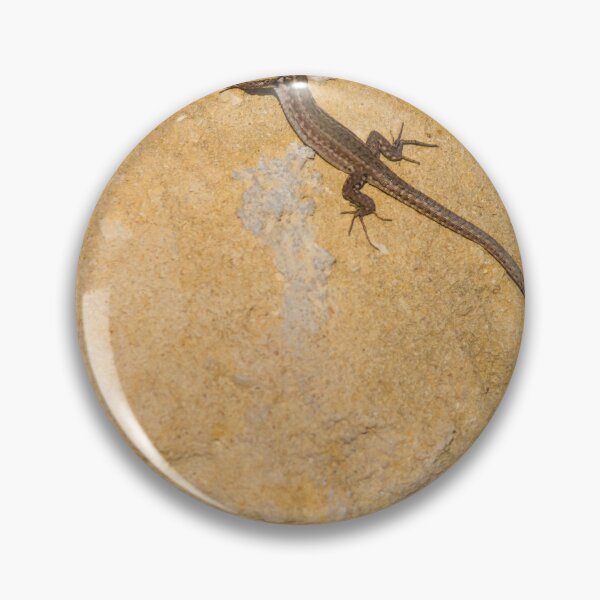 Item preview, Sunlit Brown Lizard Basking on Limestone Rocks in a Dry Mediterranean-Style Habitat designed and sold by Nmallia.
