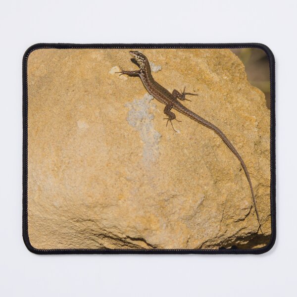 Item preview, Sunlit Brown Lizard Basking on Limestone Rocks in a Dry Mediterranean-Style Habitat designed and sold by Nmallia.