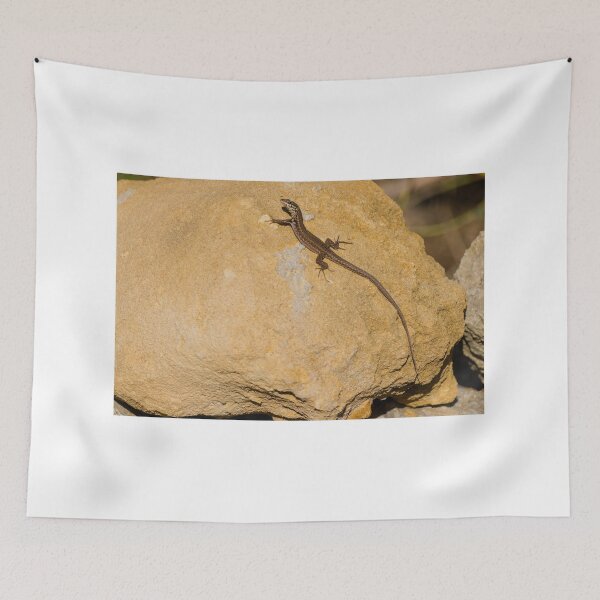 Item preview, Sunlit Brown Lizard Basking on Limestone Rocks in a Dry Mediterranean-Style Habitat designed and sold by Nmallia.