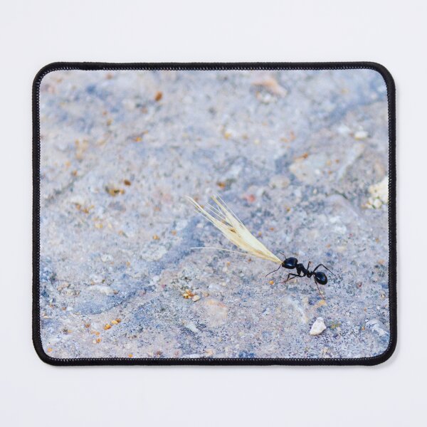 Item preview, Black Ant Carrying Winged Seed Across Rocky Ground Symbolizing Determination And Teamwork In Nature designed and sold by Nmallia.