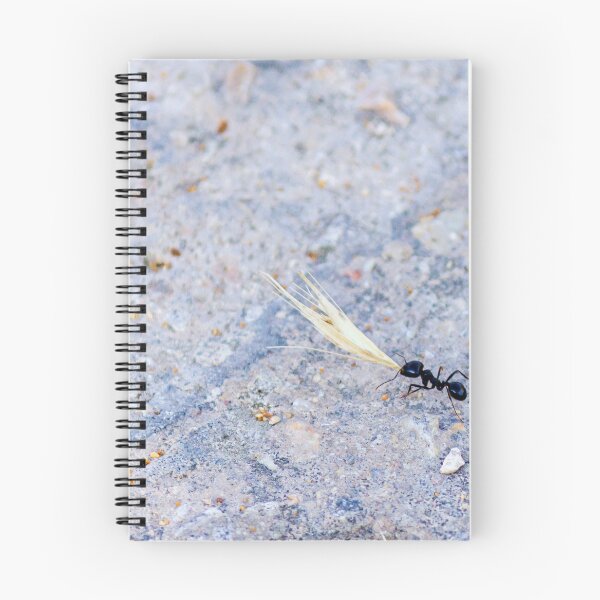 Item preview, Black Ant Carrying Winged Seed Across Rocky Ground Symbolizing Determination And Teamwork In Nature designed and sold by Nmallia.