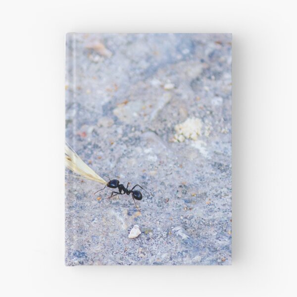 Item preview, Black Ant Carrying Winged Seed Across Rocky Ground Symbolizing Determination And Teamwork In Nature designed and sold by Nmallia.