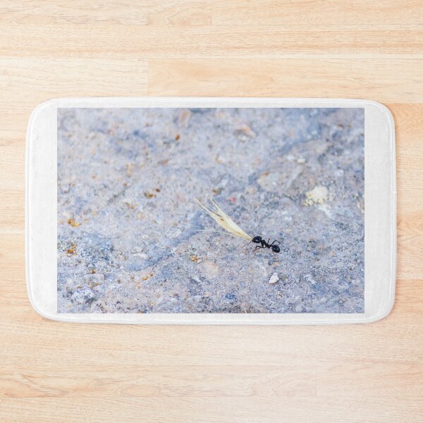 Item preview, Black Ant Carrying Winged Seed Across Rocky Ground Symbolizing Determination And Teamwork In Nature designed and sold by Nmallia.