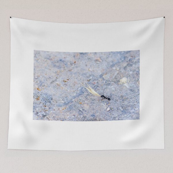 Item preview, Black Ant Carrying Winged Seed Across Rocky Ground Symbolizing Determination And Teamwork In Nature designed and sold by Nmallia.