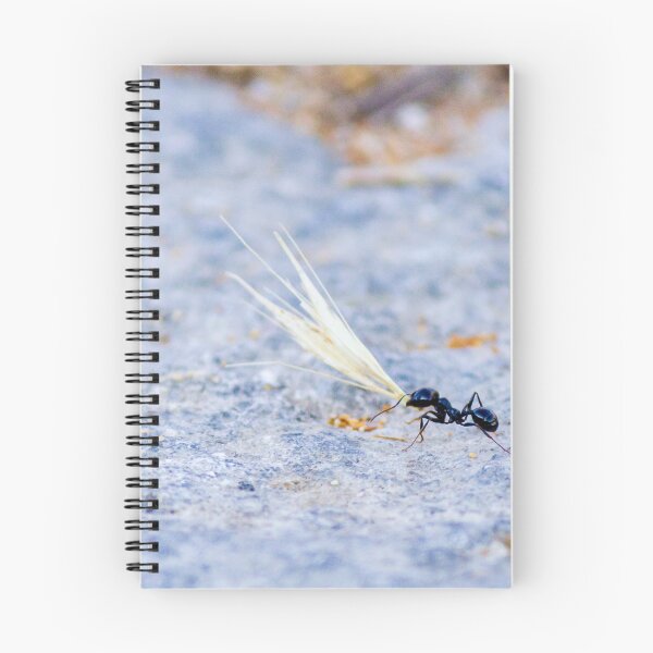Item preview, Black Ant Carrying Winged Seed Across Rocky Ground Symbolizing Determination And Teamwork In Nature designed and sold by Nmallia.