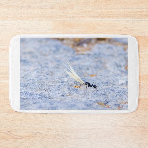 Item preview, Black Ant Carrying Winged Seed Across Rocky Ground Symbolizing Determination And Teamwork In Nature designed and sold by Nmallia.