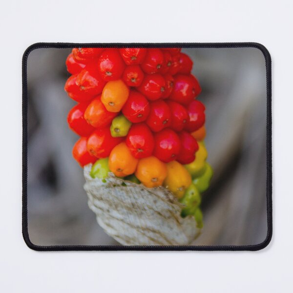 Item preview, Close-Up Of Red Arum Berry Cluster On Green Stem With Vibrant Autumn Colors designed and sold by Nmallia.