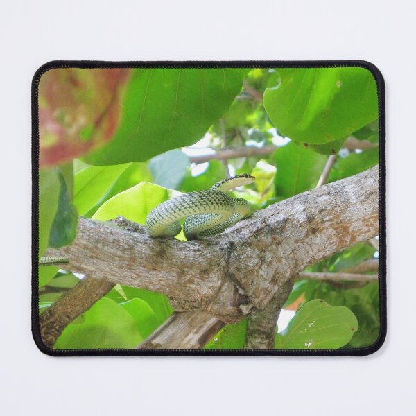 Item preview, Green Tree Snake designed and sold by morrisophotography.