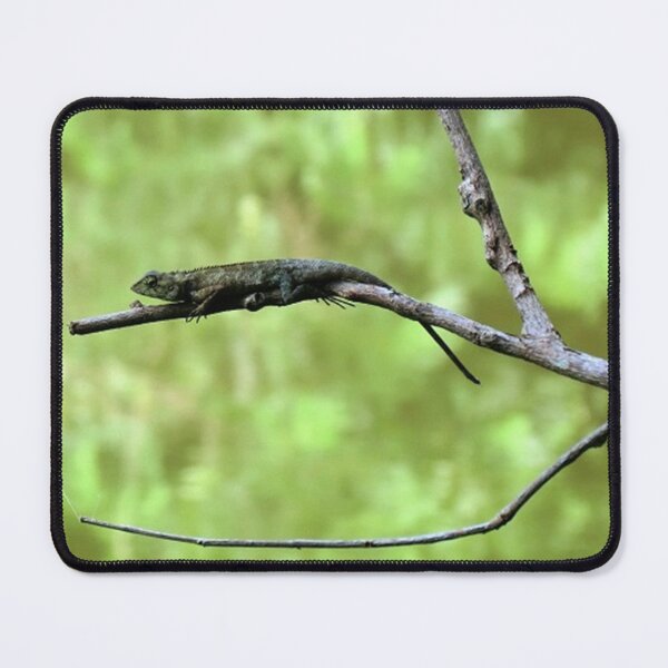Artikelvorschau, Gecko entworfen und verkauft von morrisophotography.