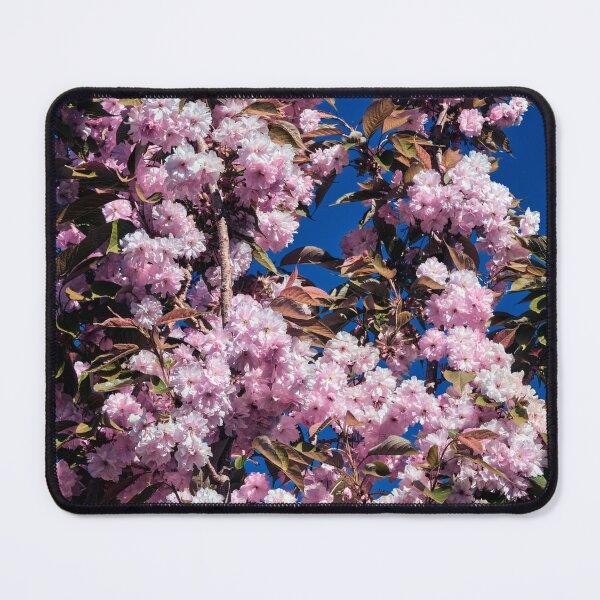Item preview, Japanese Flowering Cherry Tree in Full Bloom designed and sold by Tom McPherson Photography.