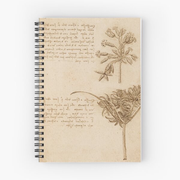 Item preview, Studies of Two Sedges by Leonardo da Vinci Renaissance Botanical Drawing Print designed and sold by artofuniverse.