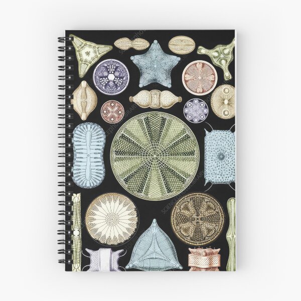 Item preview, Ernst Haeckel designed and sold by Art-KaBoom.