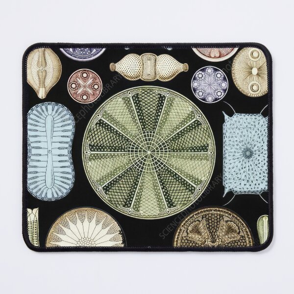Item preview, Ernst Haeckel designed and sold by Art-KaBoom.