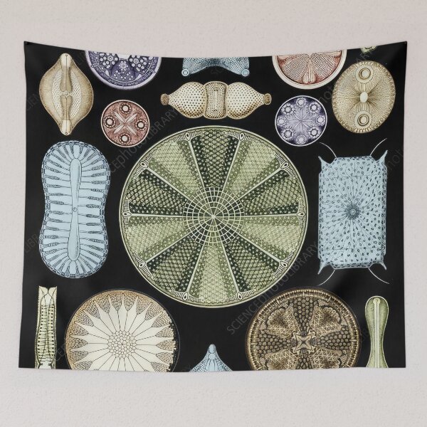 Item preview, Ernst Haeckel designed and sold by Art-KaBoom.