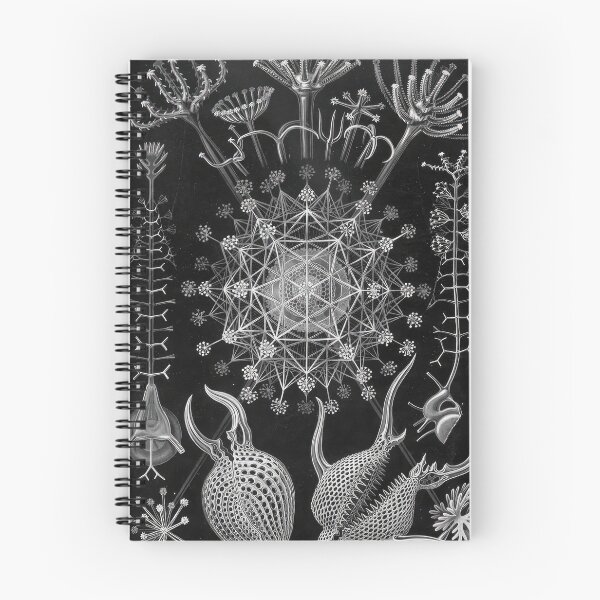 Item preview, Ernst Haeckel designed and sold by Art-KaBoom.