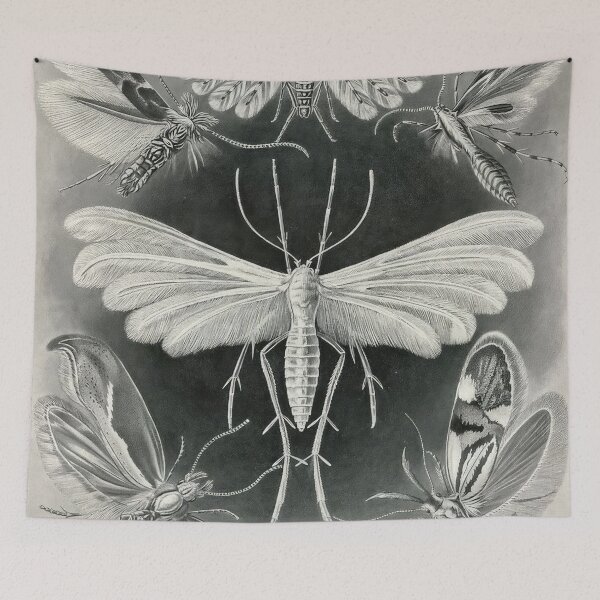 Item preview, Ernst Haeckel designed and sold by Art-KaBoom.