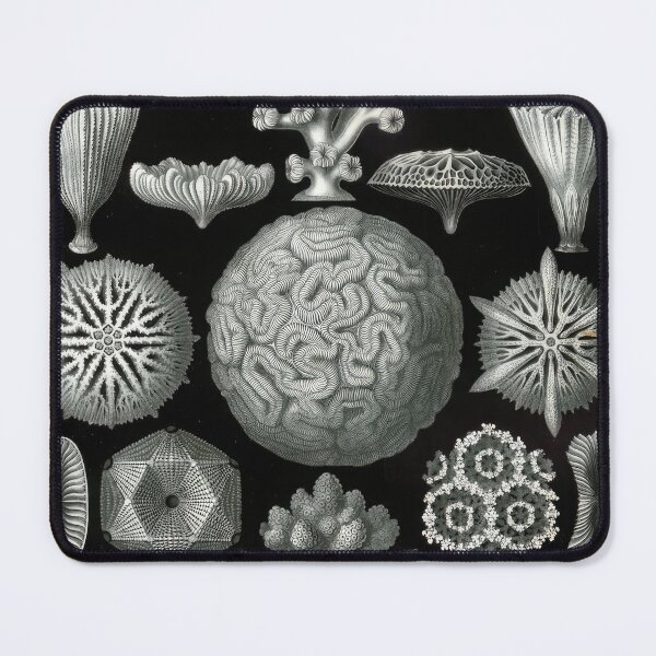 Item preview, Ernst Haeckel designed and sold by Art-KaBoom.