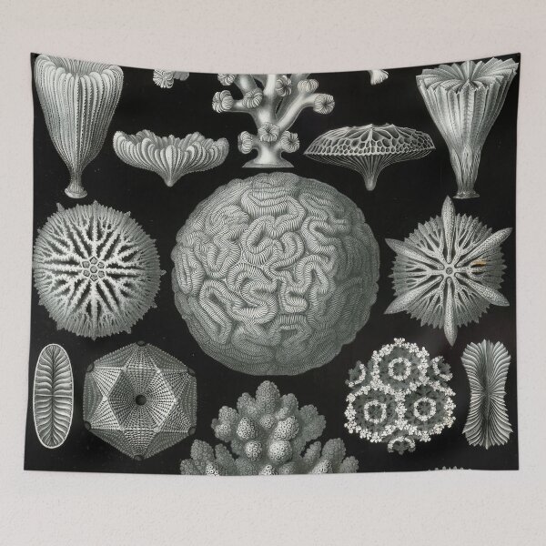 Item preview, Ernst Haeckel designed and sold by Art-KaBoom.