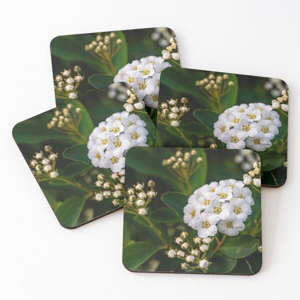 Item preview, Bridal Wreath — White Spirea in Full Bloom designed and sold by Rabee Khalil Photography.