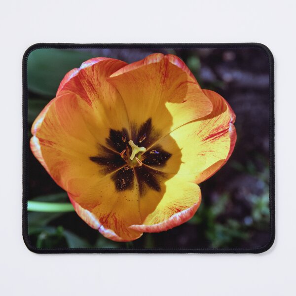 Item preview, Macro Photo of a Single Tulip designed and sold by Tom McPherson Photography.