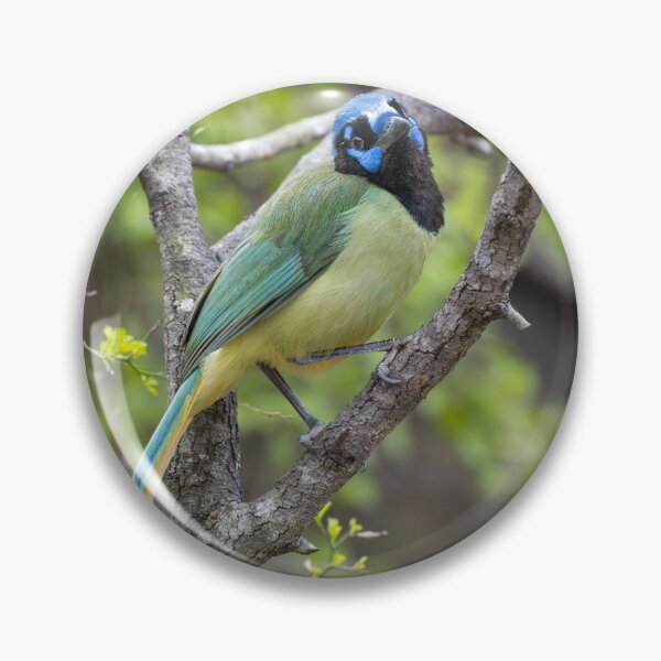 Item preview, Tropical Green Jay Bird Close-Up on Branch designed and sold by Debra Martz.