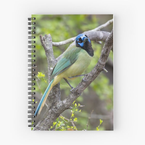 Item preview, Tropical Green Jay Bird Close-Up on Branch designed and sold by Debra Martz.