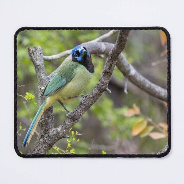 Item preview, Tropical Green Jay Bird Close-Up on Branch designed and sold by Debra Martz.