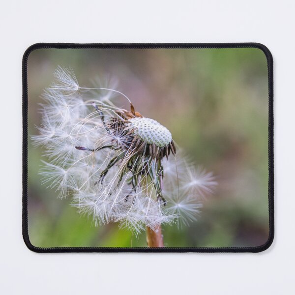 Item preview, Letting Go — Dandelion in the Wind designed and sold by Rabee Khalil Photography.