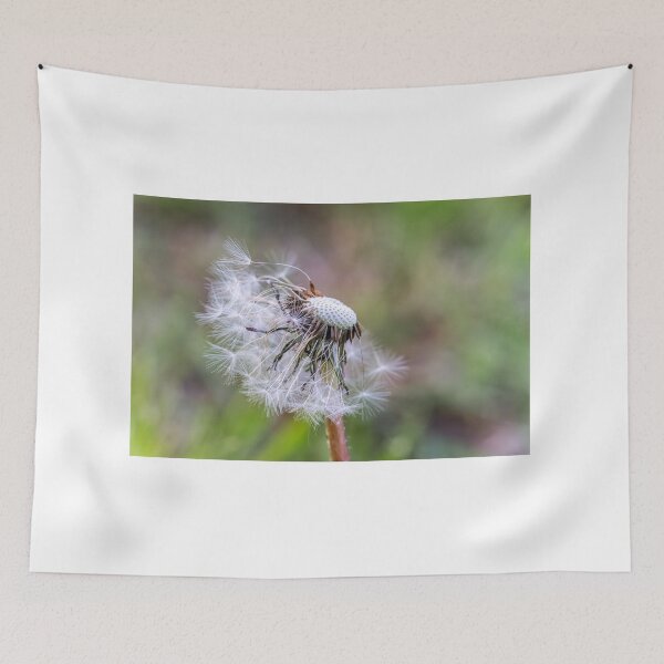 Item preview, Letting Go — Dandelion in the Wind designed and sold by Rabee Khalil Photography.