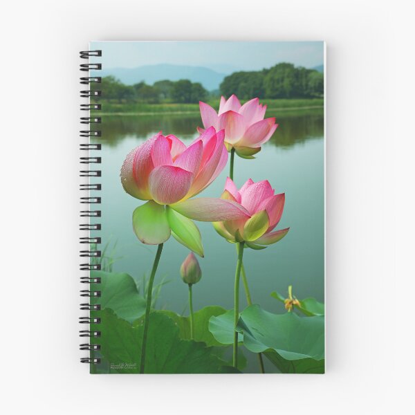 Item preview, Pink Water Lilies – Serene Pond Floral Photography by DBM Photo Gallery 1 designed and sold by DBM Photo Gallery 1.