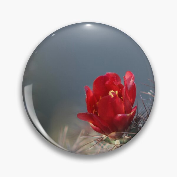 Aperçu de l'œuvre Photographie de fleurs de cactus cholla en pleine floraison dans le désert créée et vendue par Tempraneo Photo.