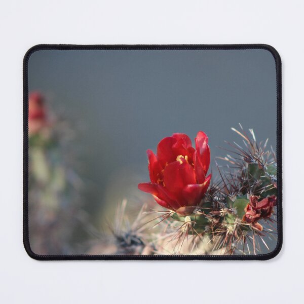 Artikelvorschau, Cholla-Kaktusblüte in der Wüste – Fotografie entworfen und verkauft von Tempraneo Photo.