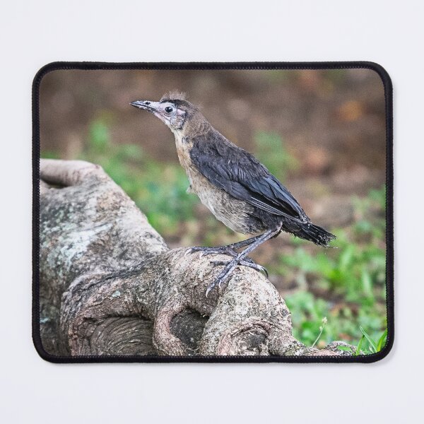 Item preview, Bob the Bird designed and sold by WrightDesignsUS.