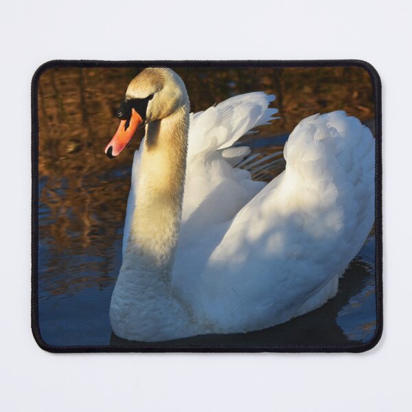 Item preview, Mute Swan Preening on Glittering Autumn Water designed and sold by Shanguai.