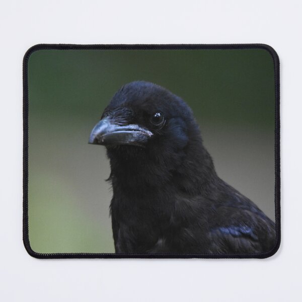 Item preview, Carrion Crow Portrait Against Soft Green Background designed and sold by Shanguai.