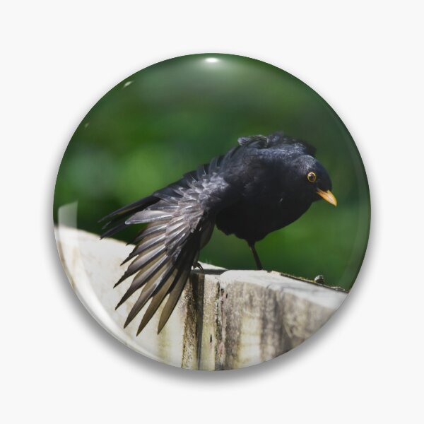 Artikelvorschau, Männliche Amsel plustert Federn an einem Gartenzaun auf entworfen und verkauft von Shanguai.