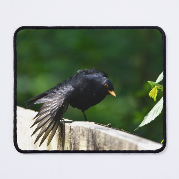 Artikelvorschau, Männliche Amsel plustert Federn an einem Gartenzaun auf entworfen und verkauft von Shanguai.