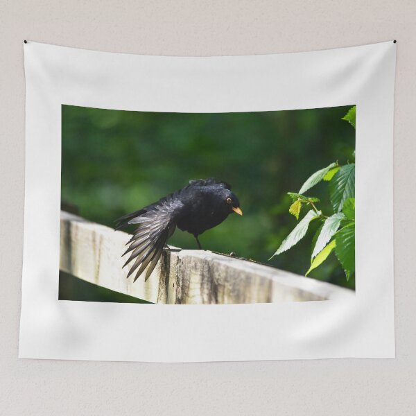 Item preview, Male Blackbird Ruffling Feathers on a Garden Fence designed and sold by Shanguai.