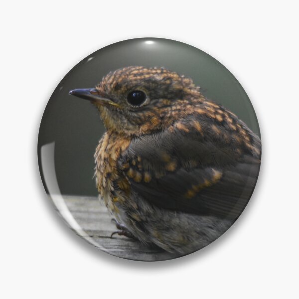 Item preview, Juvenile Robin Perched on a Wooden Ledge designed and sold by Shanguai.