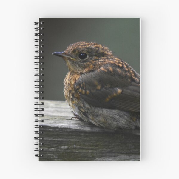 Item preview, Juvenile Robin Perched on a Wooden Ledge designed and sold by Shanguai.