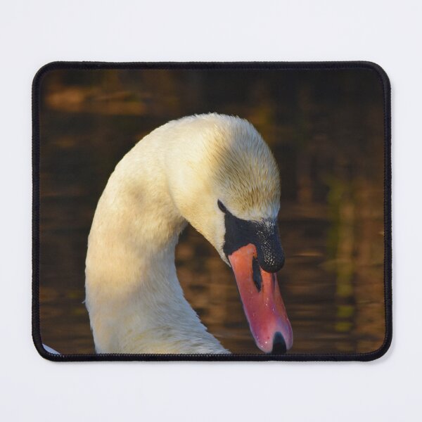 Item preview, Mute Swan Portrait in Golden Evening Light designed and sold by Shanguai.